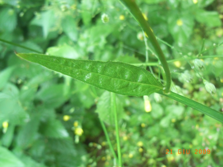 Lapsana communis